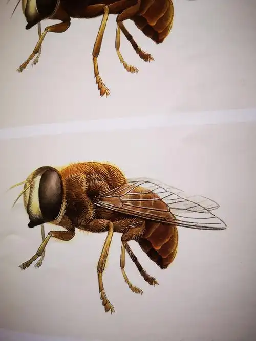 工笔草虫 王永才