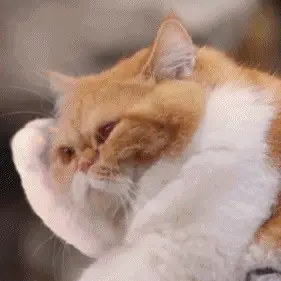 281_281gif 动态图 动图