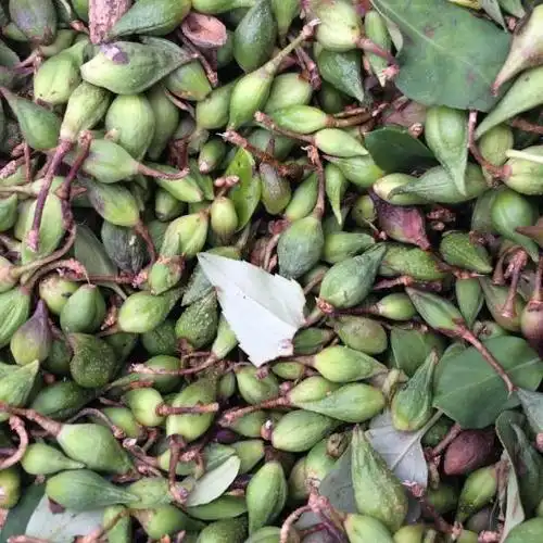 连翘花期平顺后期走势分析