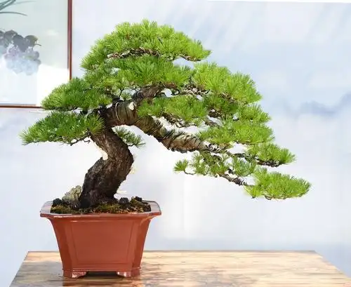 常德市第三届盆景展盛况 - 美篇