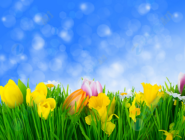 蓝天鲜花小草高清电脑桌面图片下载