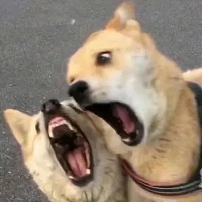 沙雕情侣头像大波来袭 高清搞笑的情侣头像沙雕一对两张图片_情侣头像