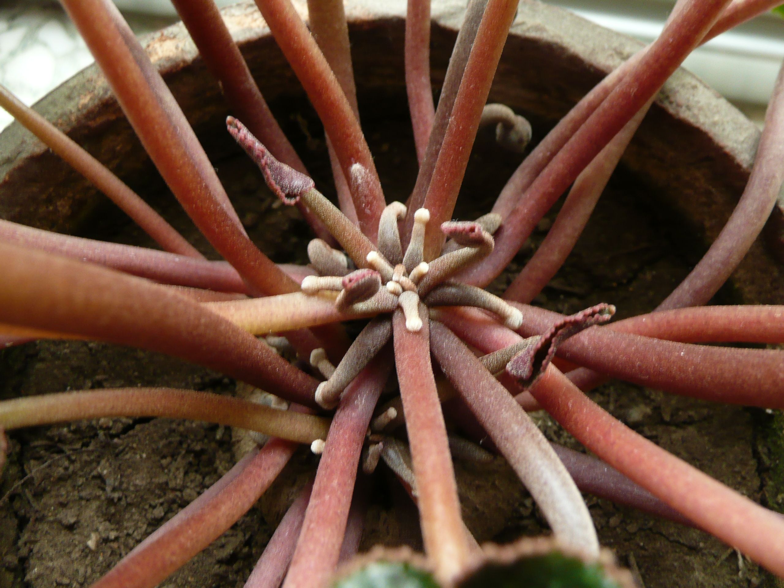 仙客来新长的花苞又小又短