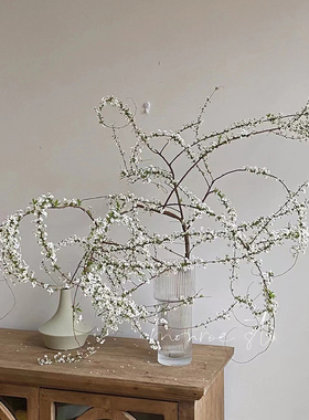 鲜枝干枝水培植物室内重瓣喷雪雪柳