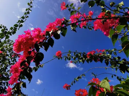 蓝天白云下的勒杜鹃花(897)