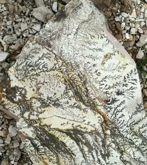 男子捡到带花纹的奇石,以为是古董,上网一查得知是这个!