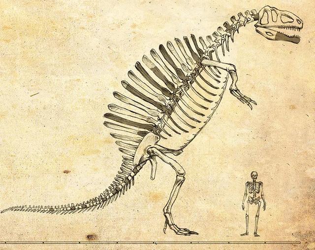 从恐龙中的霸主到"水底老渔夫",棘龙的形象都经历了啥?