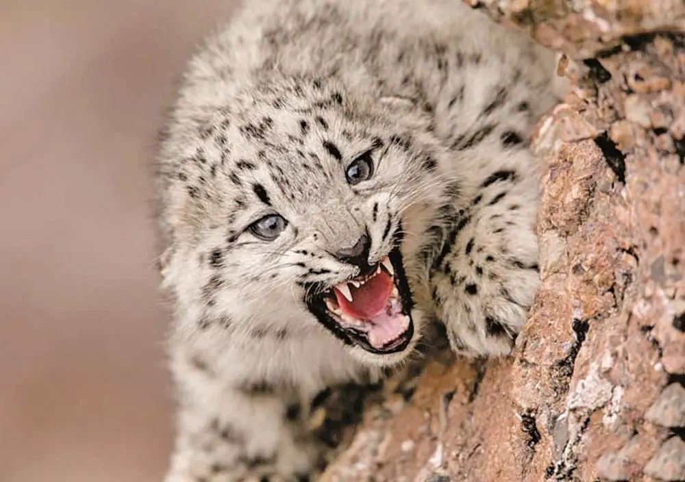 我是生态管护员 我为青海雪豹代言