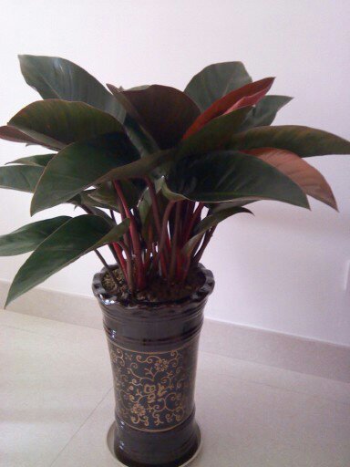 请教养花的朋友,如照片中的花是否叫红钻?该如何养殖?