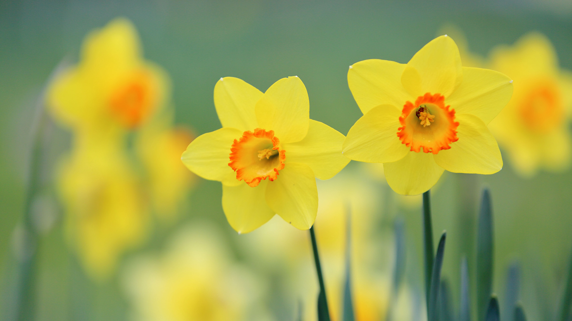 清新的花卉摄影图片高清宽屏桌面壁纸