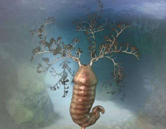 班府虫;班府虫属古虫动物,具有肉嘟嘟的外形,体长约10厘米,躯干和尾部