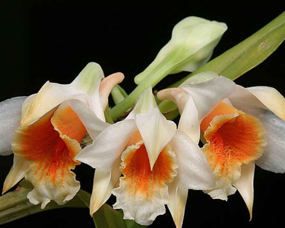 翅萼石斛 den. cariniferum rchb. f. 分布于广西,云南