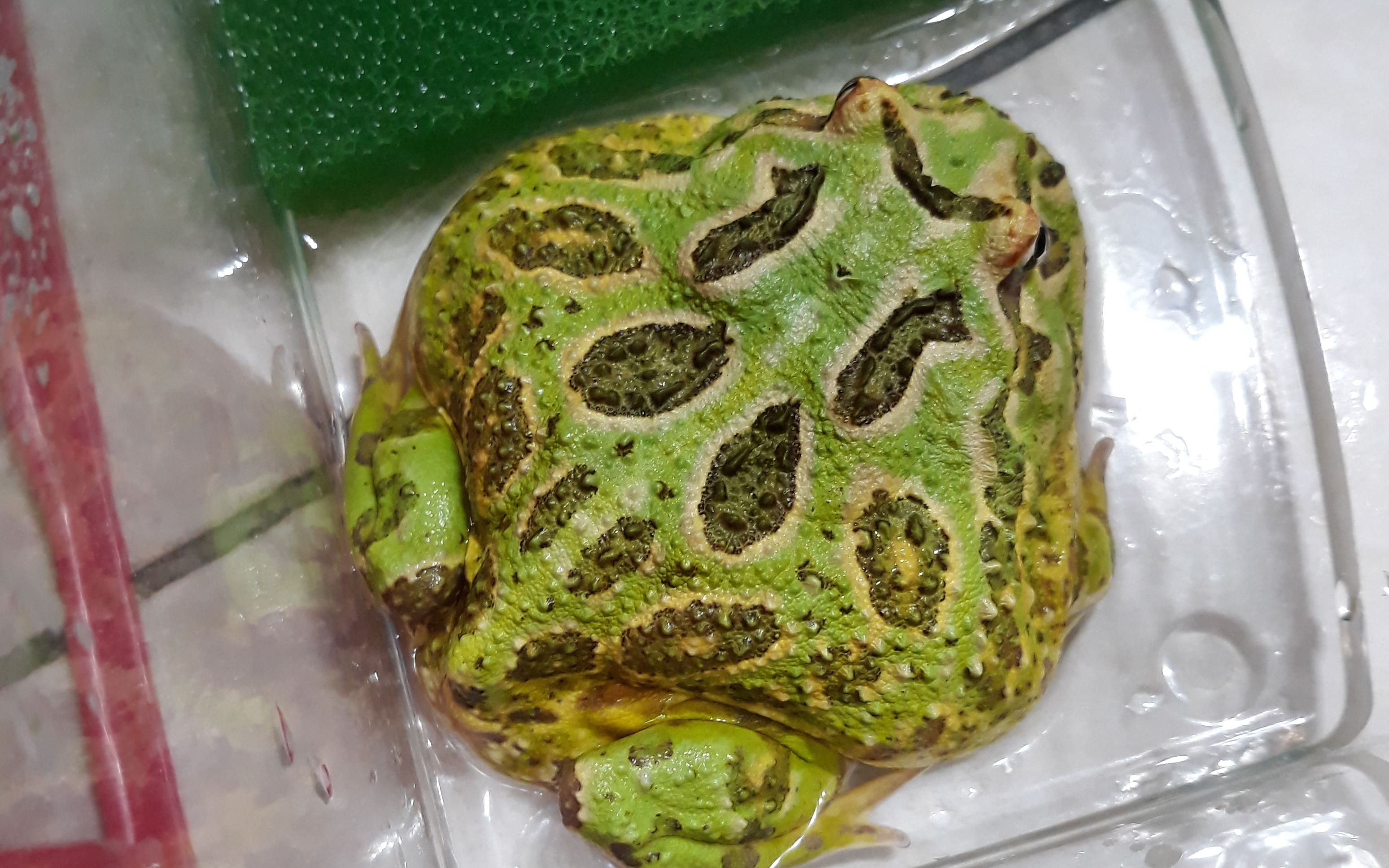 【角蛙纪录】大薄荷绿角蛙暴力食鱼(喂食饲料鱼)