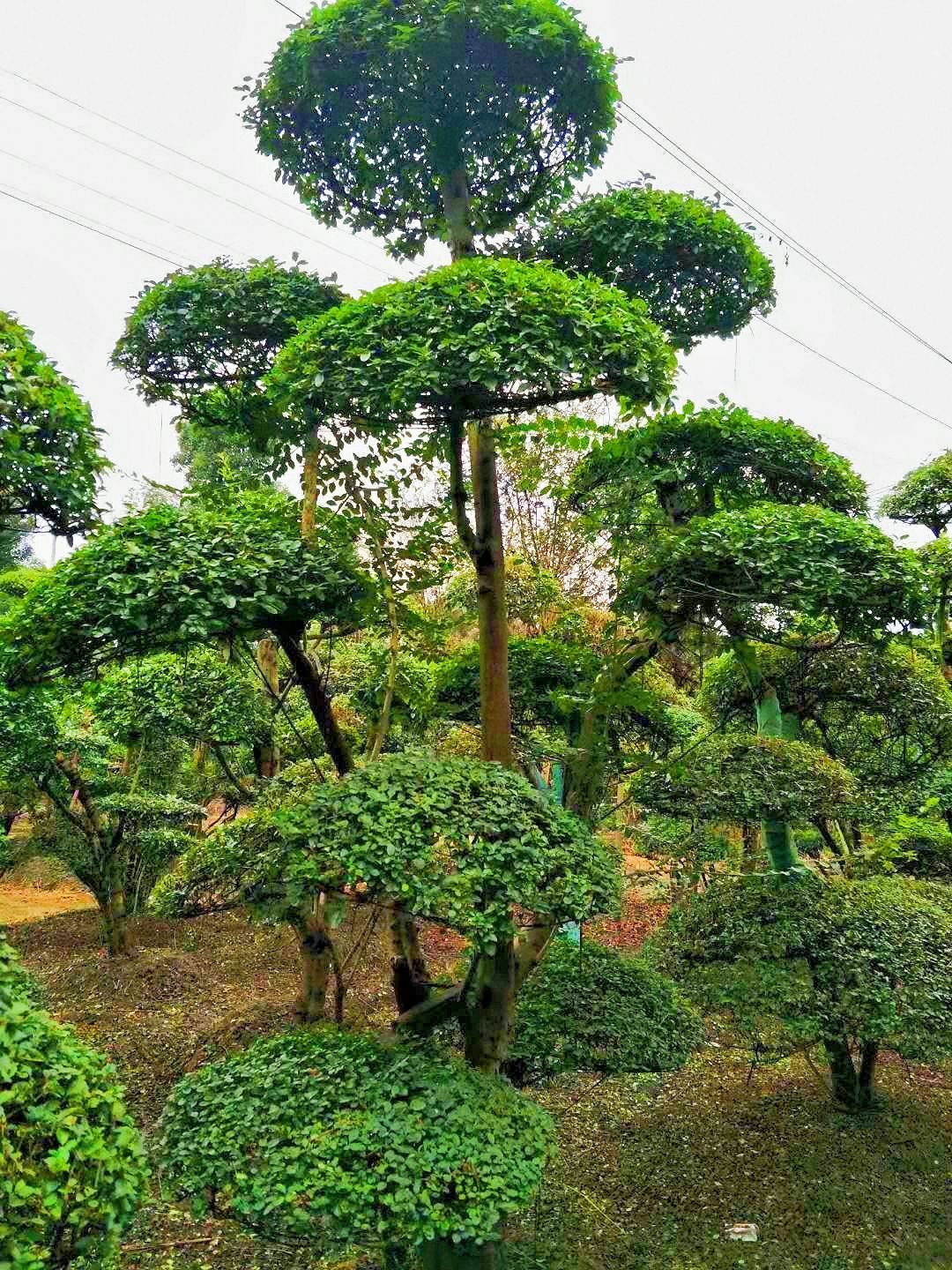 小叶女贞造型树 小叶女贞造型,云片10个左右,多年的精品造型苗木,自家