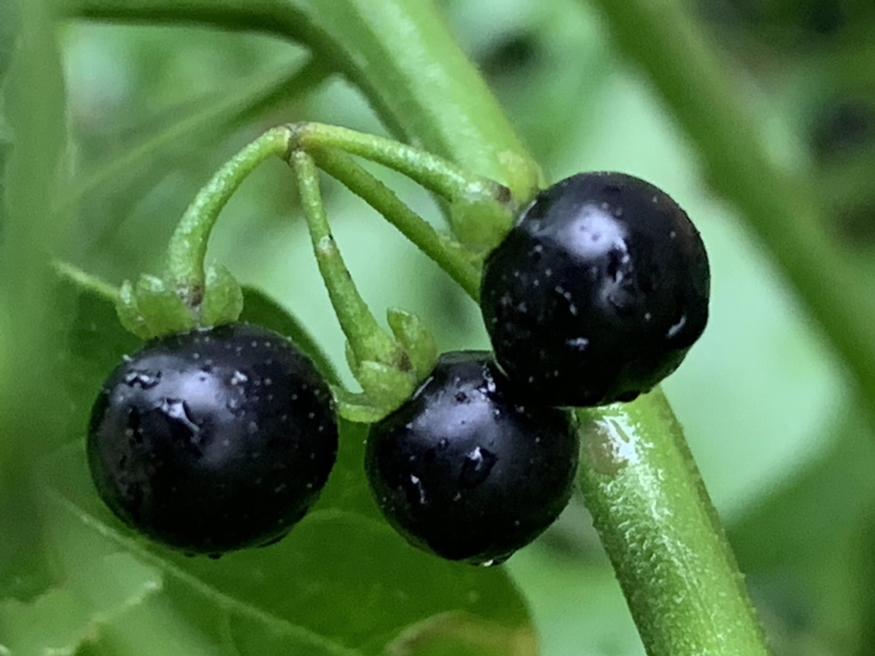 新鲜龙葵果 野生500克东北黑天天黑悠悠黑呦呦黑星星端端水果【图片