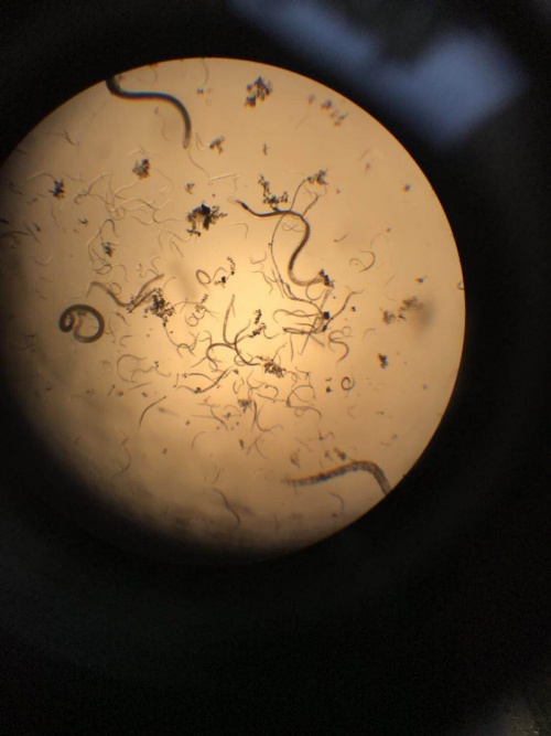 胡萝卜线虫为害大,防治就用盈辉杀线剂凤凰网海南_凤凰网