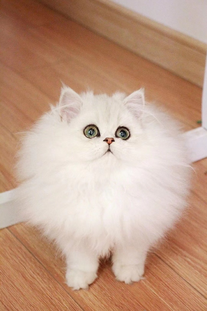 金吉拉##金吉拉猫