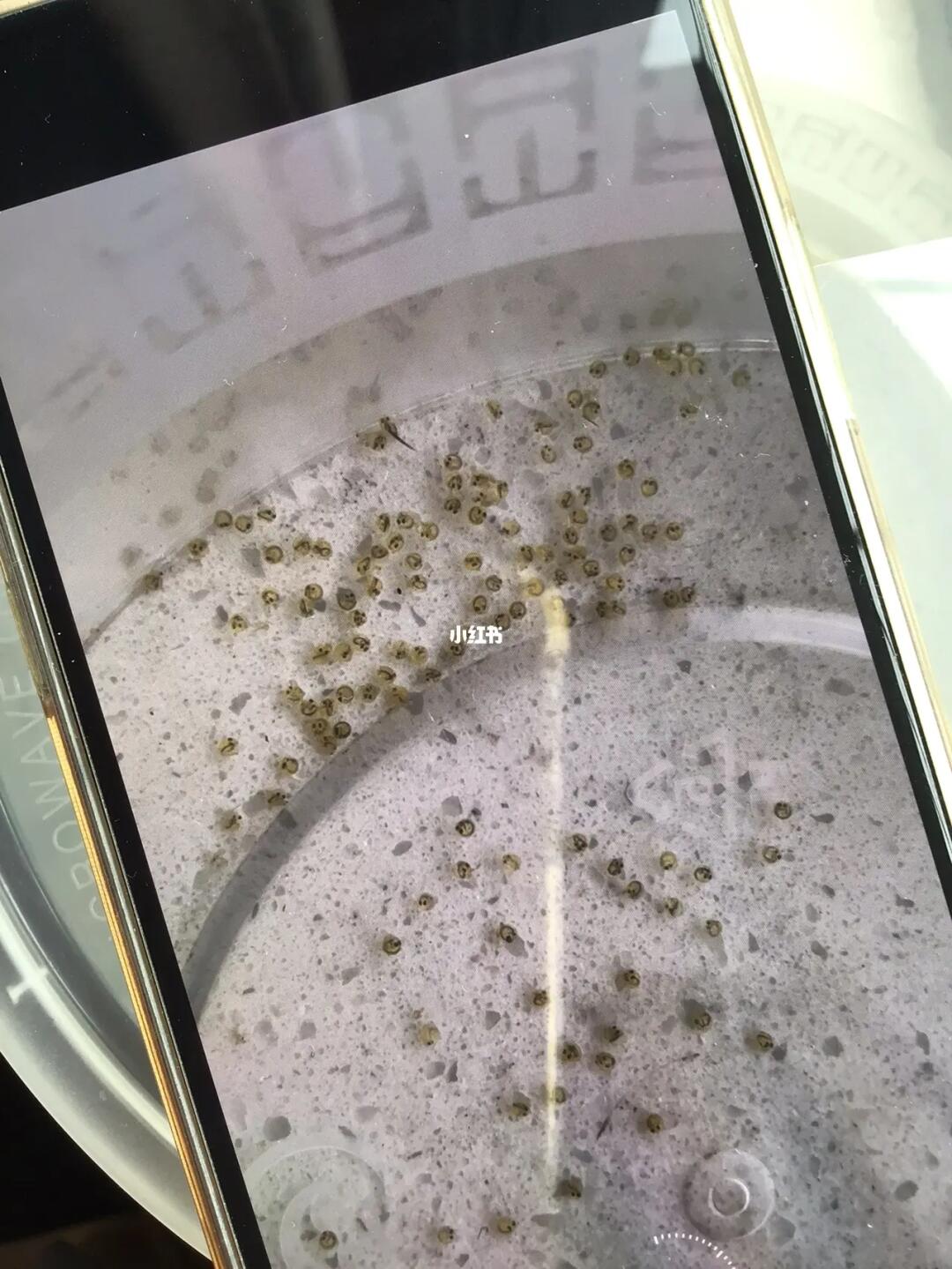 鱼卵孵化日记day2part20469
