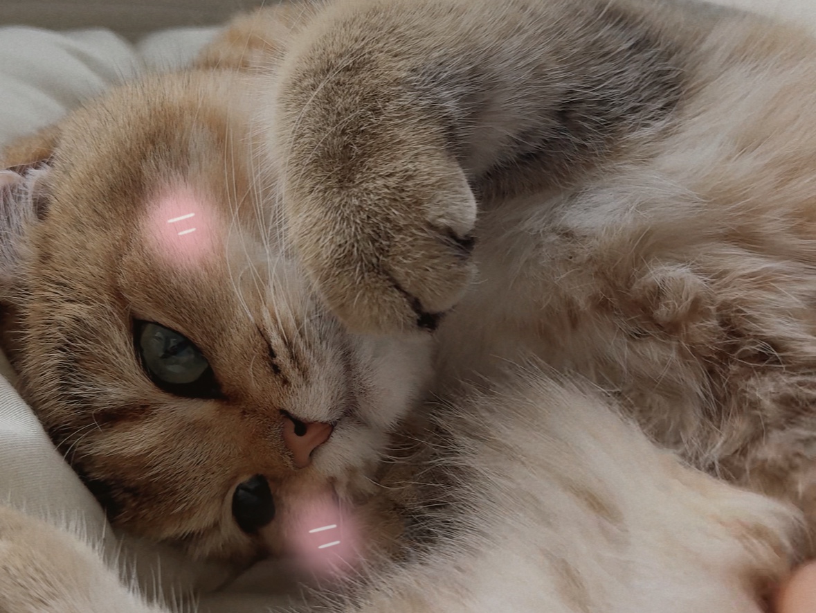 【给大家变个敲可爱的魔术02】嘟嘟真的是世界上最可爱的小猫!