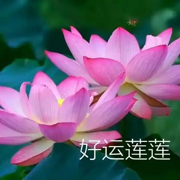 过了二十岁就应该换个成熟点的头像墙裂推荐系列