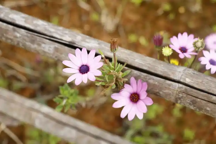 关于春天的遐想.