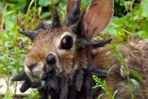 世界上最恐怖的兔子肿瘤兔脸上长满黑色肿瘤