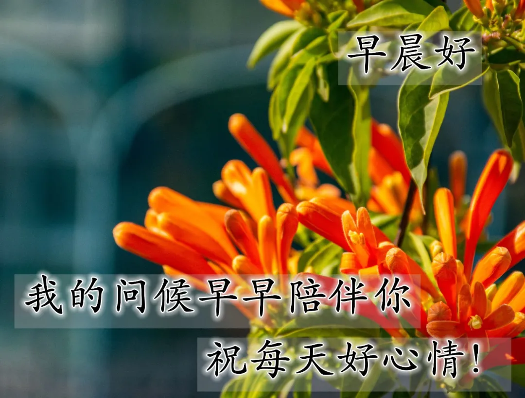 新版早上好问候语图片带字早上好温馨祝福句子