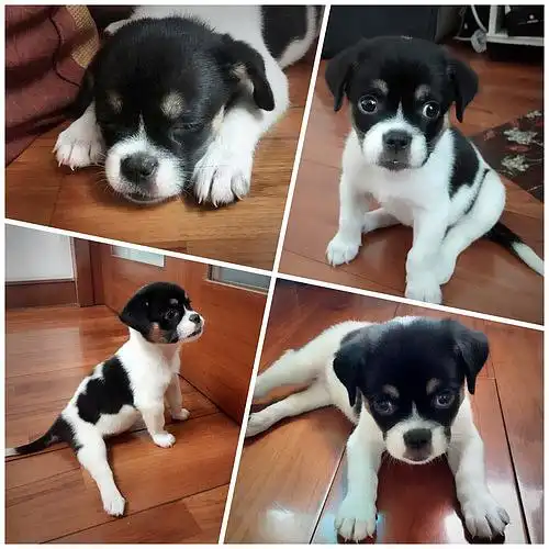 黑白相间小奶狗求新主人,可低价出售