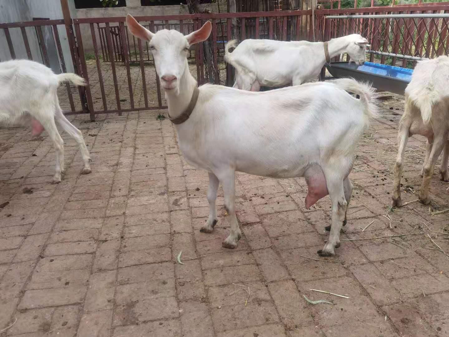 出售纯种奶羊 产奶量大经济价值高 养殖效益好