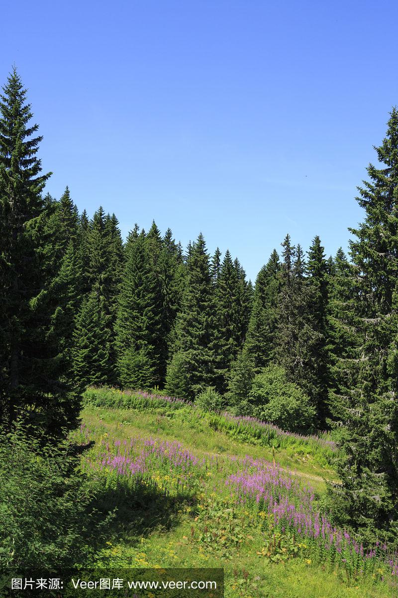 高山景观针叶林景观与野花高山草甸