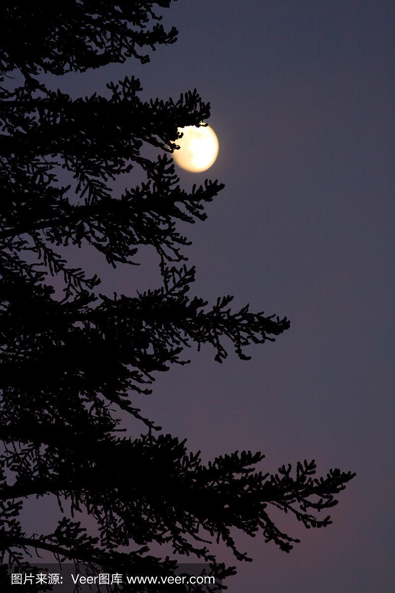 树影与月亮