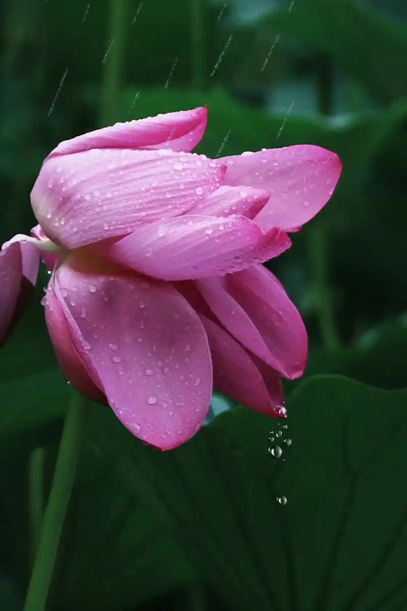 「世中逢尔 雨中逢花」这么浪漫的雨逢荷花一定要分享给你最重要 - 抖