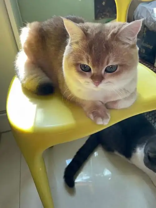 9个月ny12色金渐层弟弟找借配,可上门