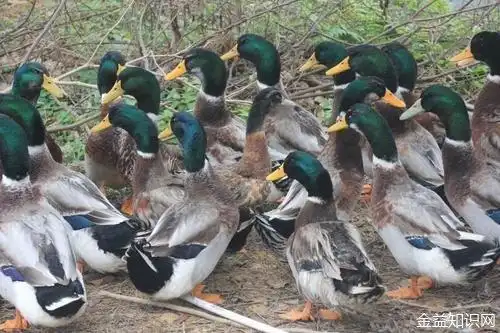 青头鸭的功效与作用