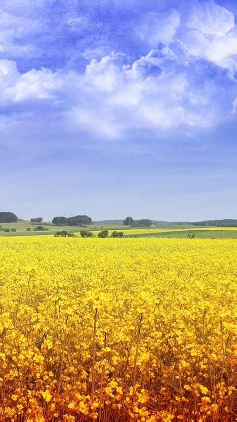【高清壁纸 小清新 油菜花】林中有两条路,你永远只能走一条,怀念着另