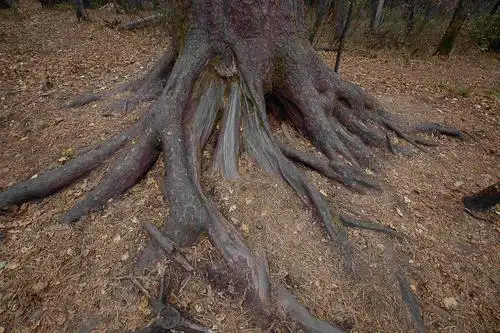 森林里漂亮的老树根