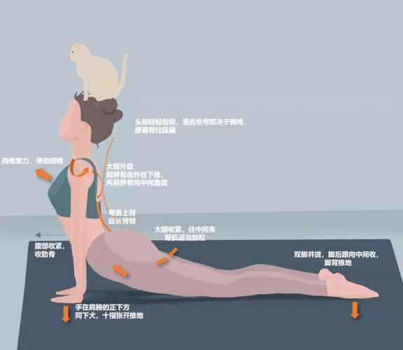 瑜伽基础动作2上犬式