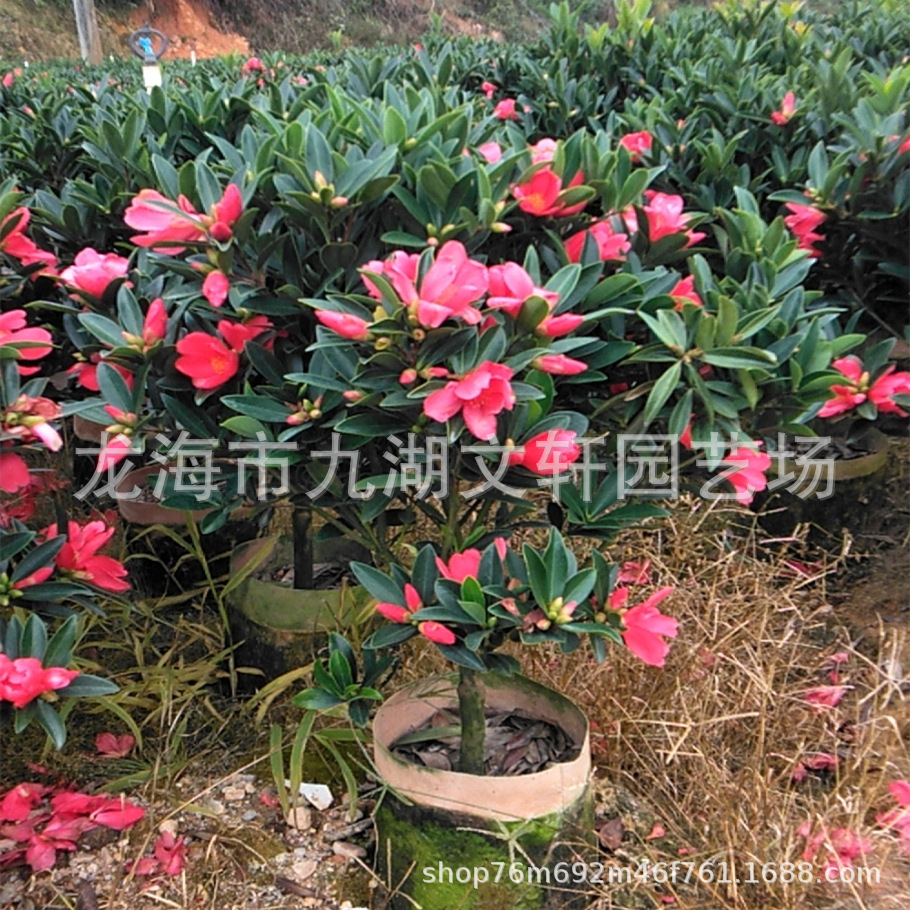 四季茶花产地批发 开花植物四季茶花盆栽价格市政工程绿化苗木
