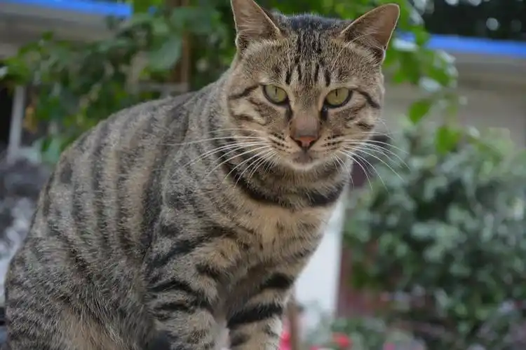 狸花猫 【送养/领养】