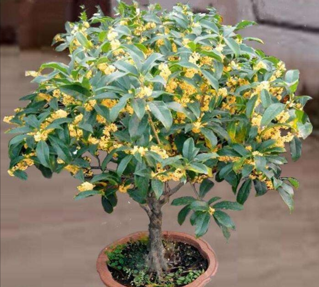 桂花开花后,给它做好4件事,花期时间更长