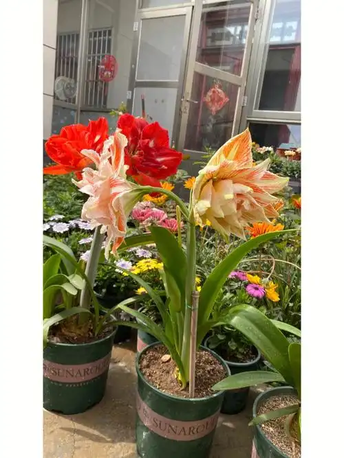 朱顶红开了两颗啦