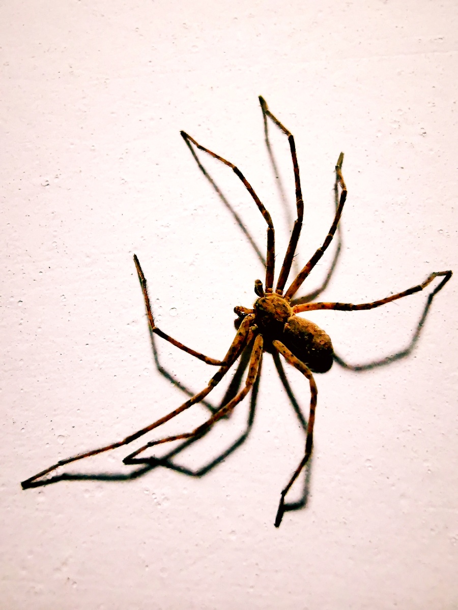 超大蜘蛛,腿超长,气候变异