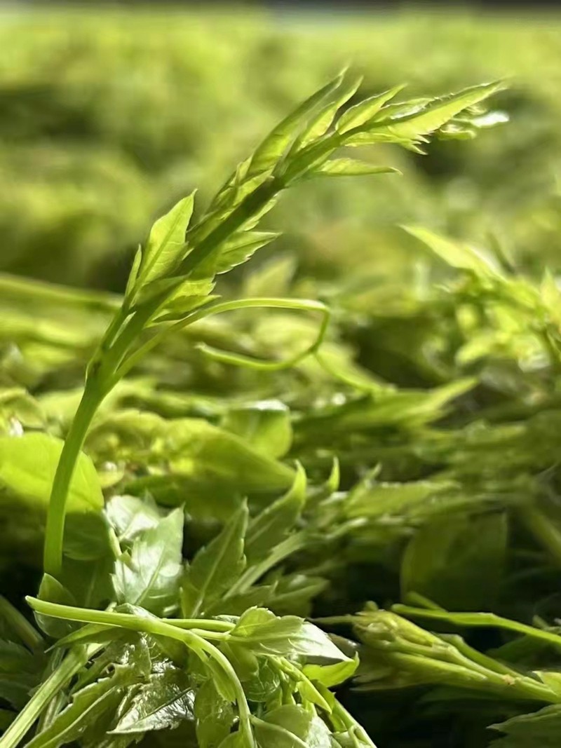 藤茶茶叶湖北恩施龙须藤茶新高山霉茶来凤含硒莓茶