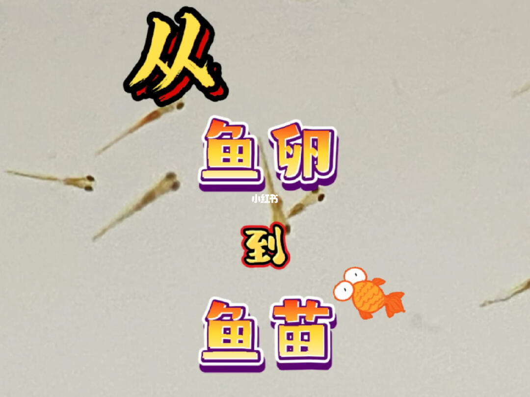 金鱼鱼卵孵化过程