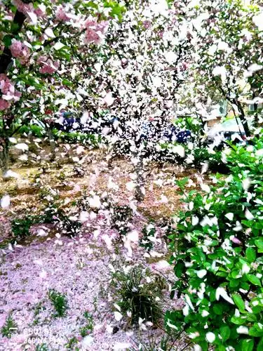 朗诵:我爱那花瓣纷飞的奇妙世界