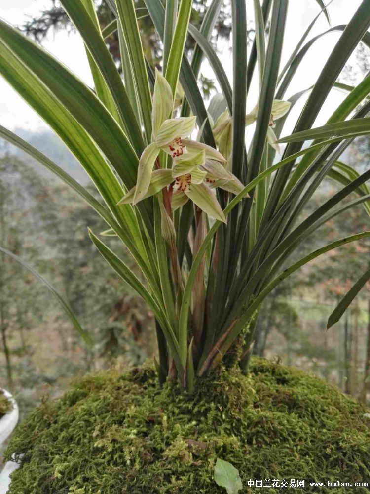 春剑花开-新手养兰-中国兰花交易网社区