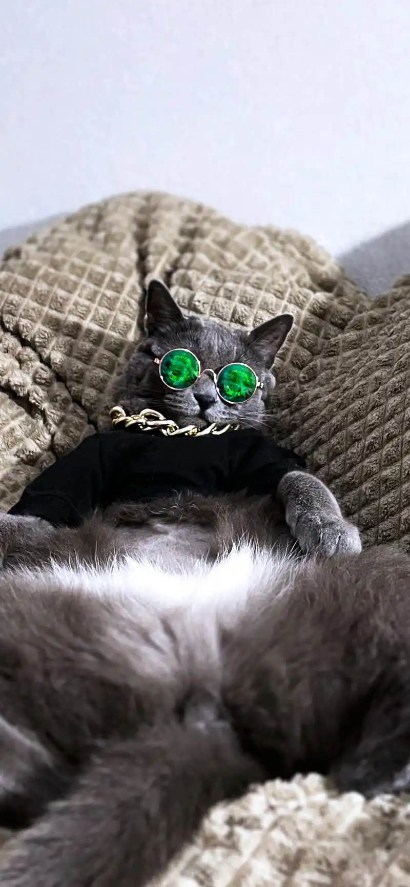 超酷的猫咪壁纸 高清壁纸无水印