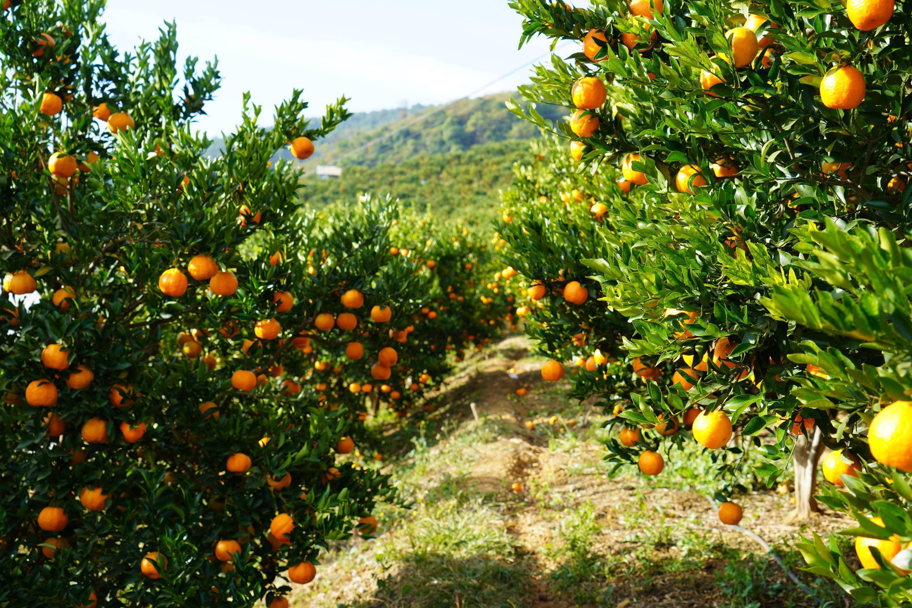云南昌宁柯街:3000亩柑橘成熟上市_种植_联合村_万国明