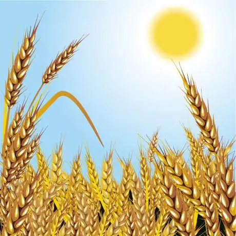 967 次简介:阳光下金色麦田,金色麦田,阳光,麦子,麦穗,太阳,矢量素材