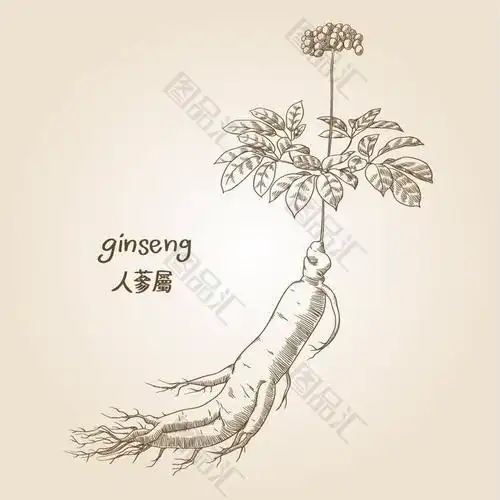 手绘设计元素人参